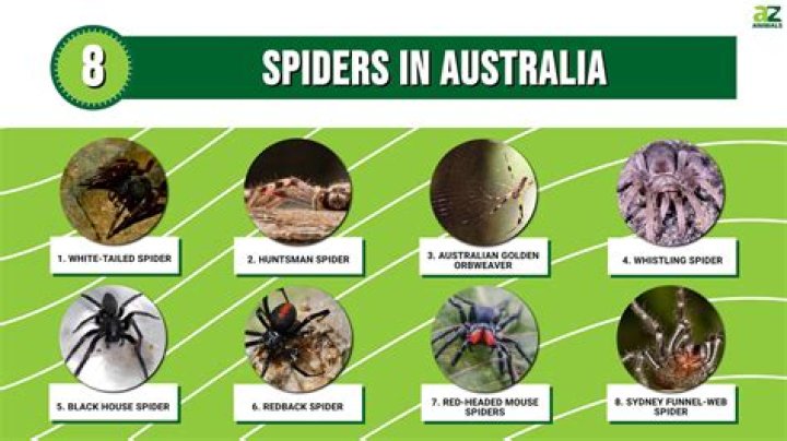 Spiders in Australia: A Comprehensive Guide to the Diverse Arachnid World Down Under