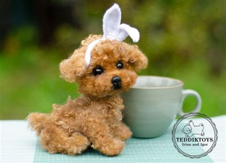 Understanding the Tea Cup Poodle: The Ultimate Guide
