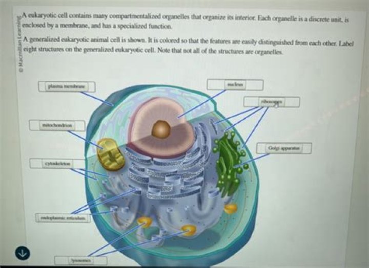 The Cells Inside This Structure Contain Many Green Organelles Called Fill: A Comprehensive Guide