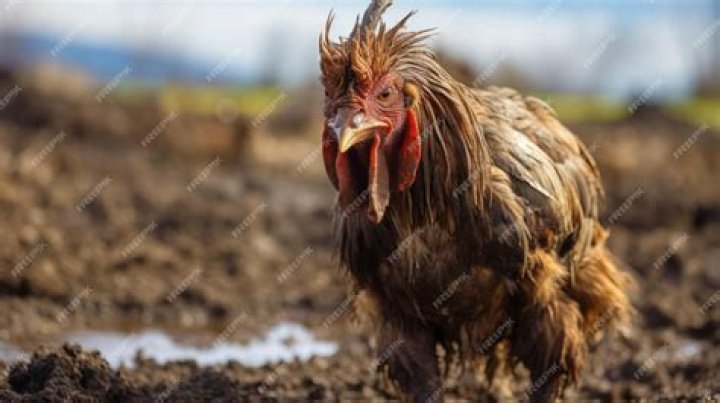 Embracing the Beauty of the Ugly Rooster