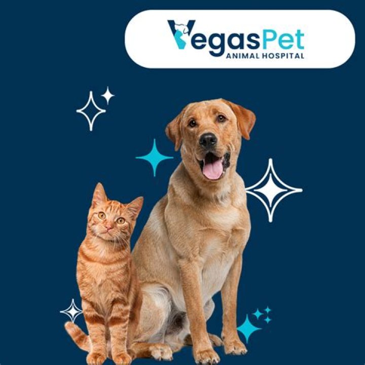 Exploring the Unique World of VegasPet