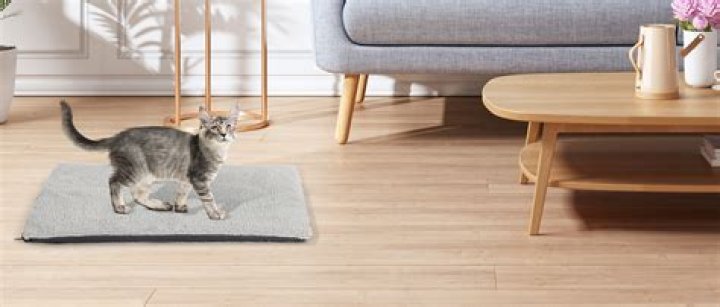 The Ultimate Guide to Warm Cat Pads: Keeping Your Feline Friends Cozy