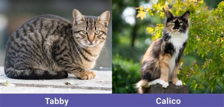 Understanding the Fascinating World of Calico Cats: What Do Calico Cats Like to Do?