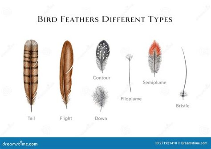 What Happened to Peso Pluma's Foot? Understanding the Incident and Its Implications