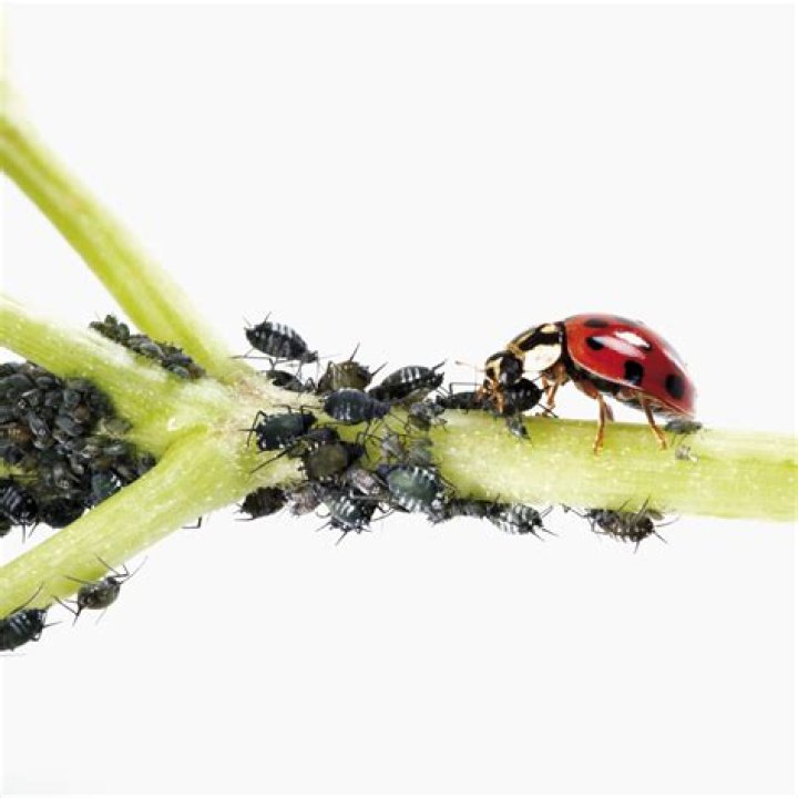 What Keeps Spiders Away Naturally: A Comprehensive Guide to Spider-Free Living