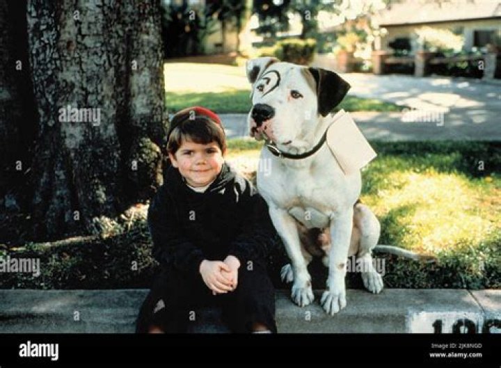 What Was the Dog's Name on The Little Rascals? A Comprehensive Guide