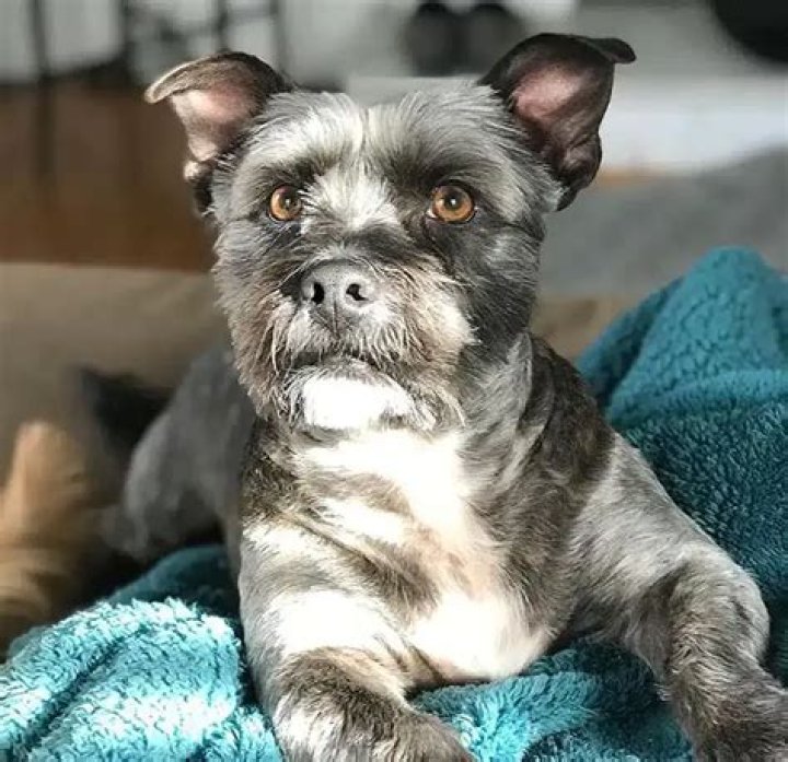 Unveiling the Unique Charm of the Yorkie Mix Pitbull